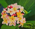 Plumeria Rubra 2